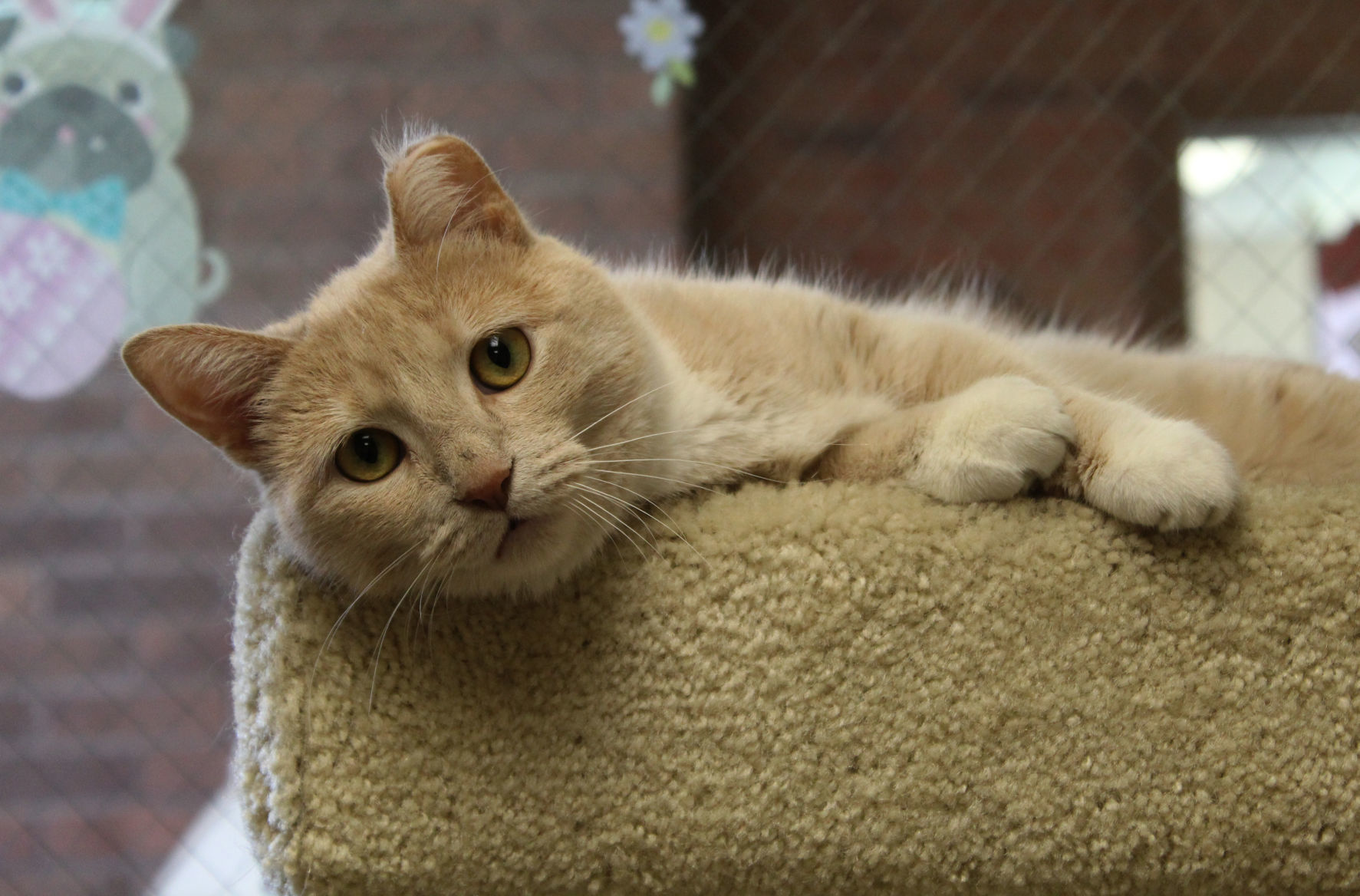 Donation a wash at Lake County Animal Shelter
